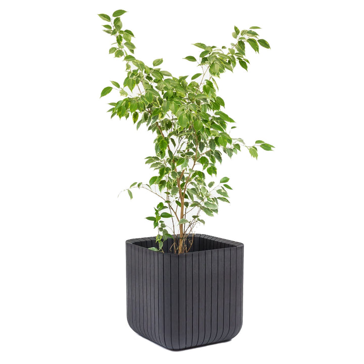 Pot de fleurs Keter Cube Wood Planter L anthracite