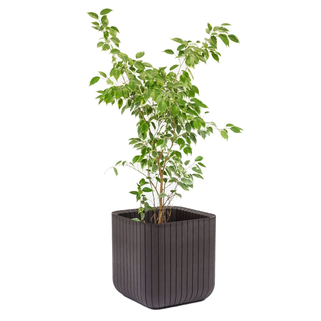 Pot de fleurs Planter M marron Keter Cube Wood 21,5 litres